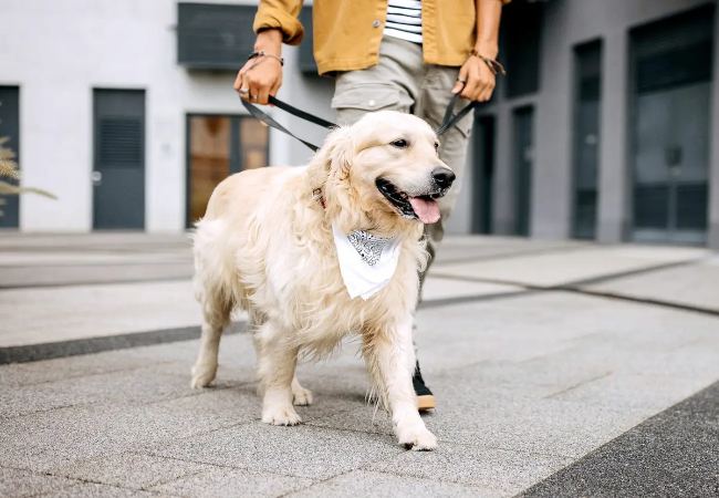 Why Dogs Hate Walks – Vet Approved Gear to Fix It 2025 🐕🩺