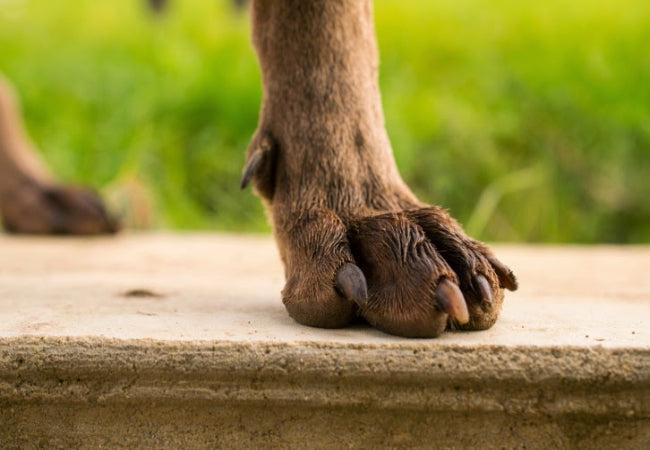 Why Dogs Have Claws 2025: Vet-Approved Purpose & Care 🐾✨