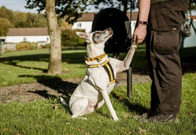 Why Good Gear Makes Training Easier – Vet Approved