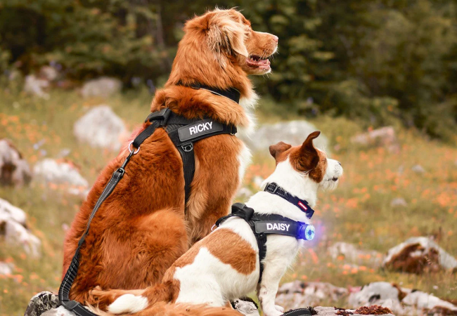 Why Vets Recommend Woopf Over Store Bought Gear