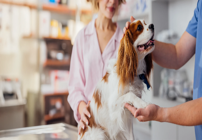 Why Vets Trust Woopf – Vet Designed Dog Gear