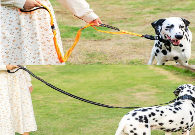 Why Woopf Bungee Lead Protects Joints – Vet-Approved