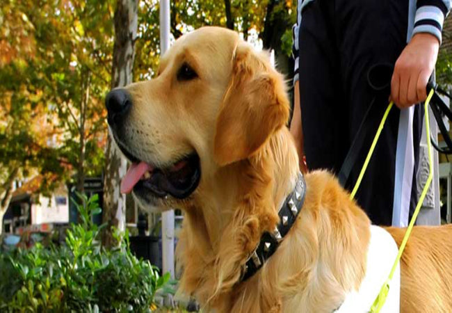Why Woopf Gear Is Vet-Tested on Real Dogs