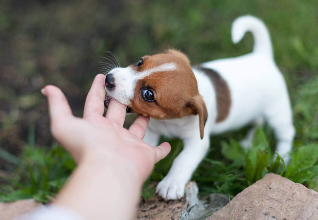 Why Your Puppy Bites & How to Stop It Without Yelling Guide