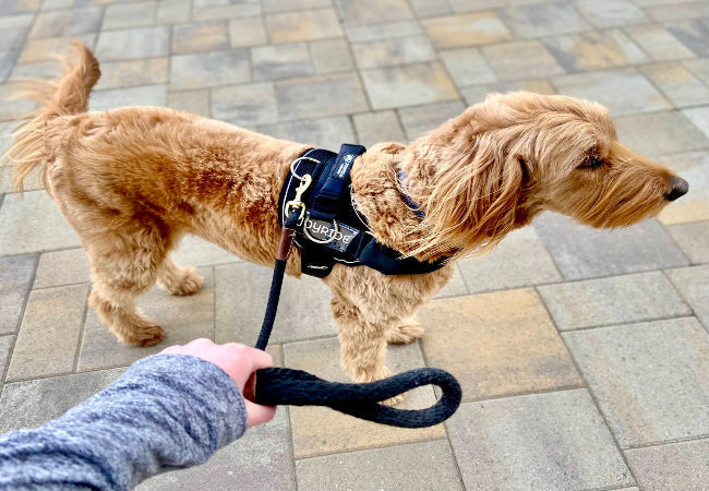 Why the Explorer Harness Is a Vet Approved Must Have
