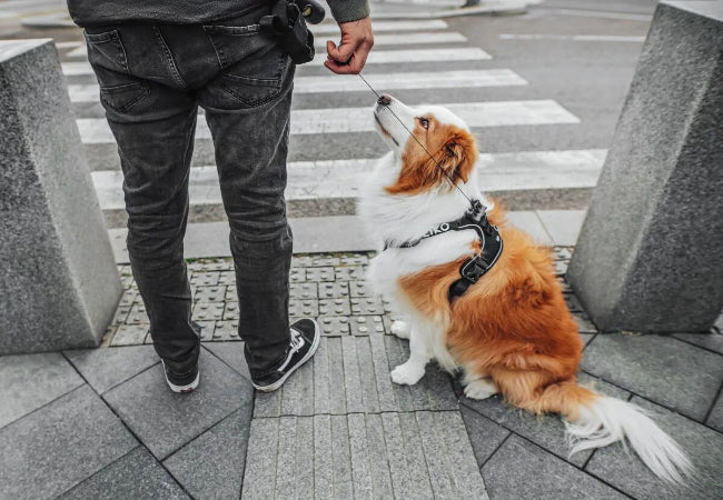 Woopf Dog Gear – Vet-Approved for Safety & Comfort