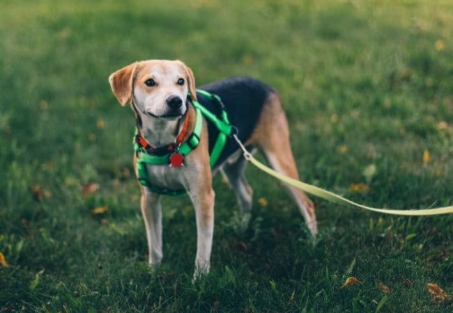 Woopf Gear for Training, Not Just Control – Vet Approved