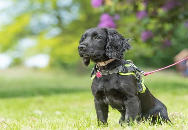 Wrong Dog Harness: Vet-Approved Warning on Safety