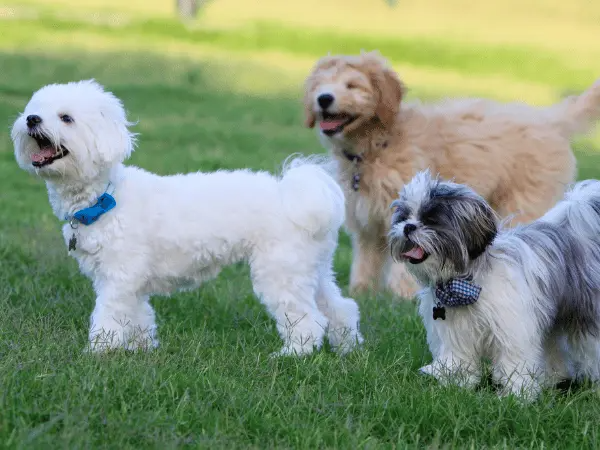 Your Puppy’s First Year: Vet-Approved Month by Month Guide