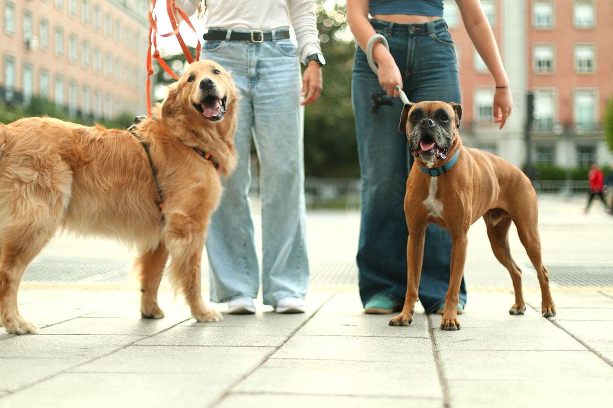 Two dogs on leads walk with their owners across a city square