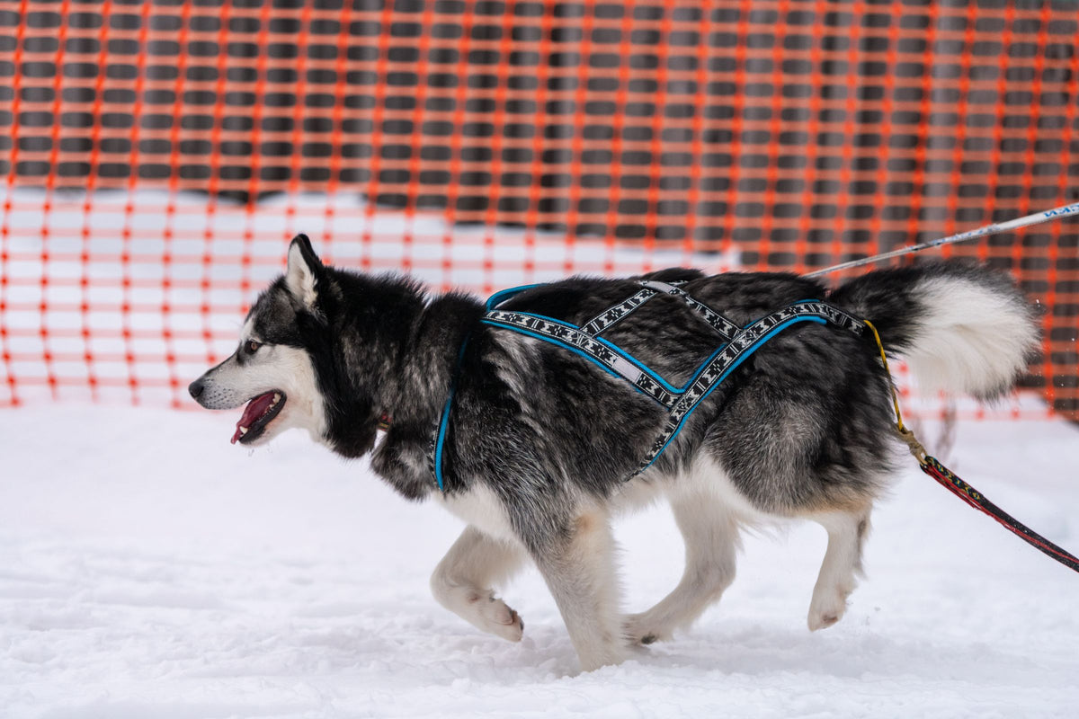 A husky pulls hard in a harness across the snow