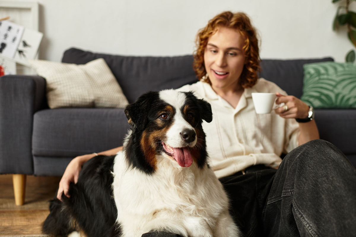 A happy Australian Shepherd relaxes with its owner in the living room