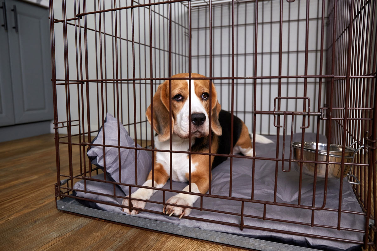 A beagle rests on a cushion inside an open wire crate