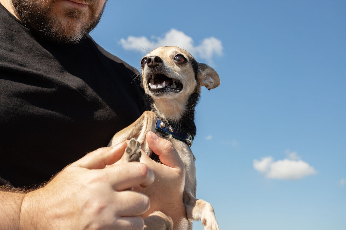 A nervous small dog is held in its owner's arms