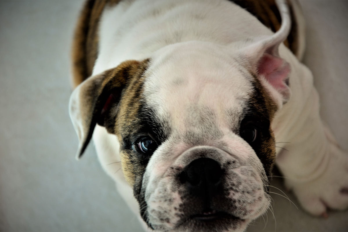 A close-up of an English Bulldog puppy's face and eyes