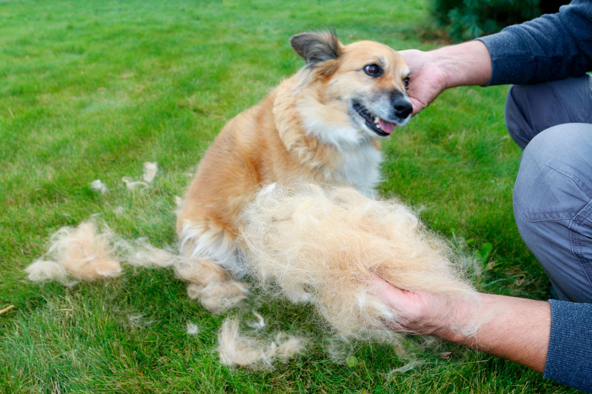 A fluffy dog sits on the grass while its owner brushes out matted fur
