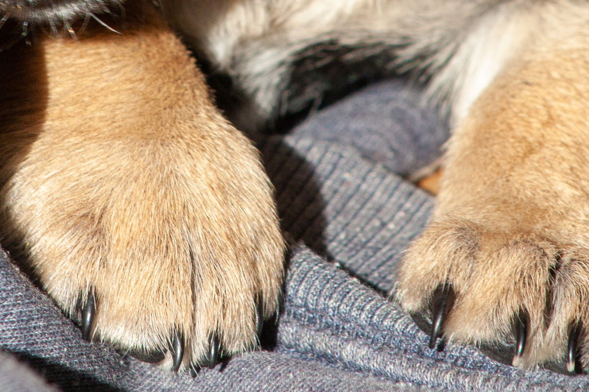 A close-up of a dog's front paws resting on a blanket