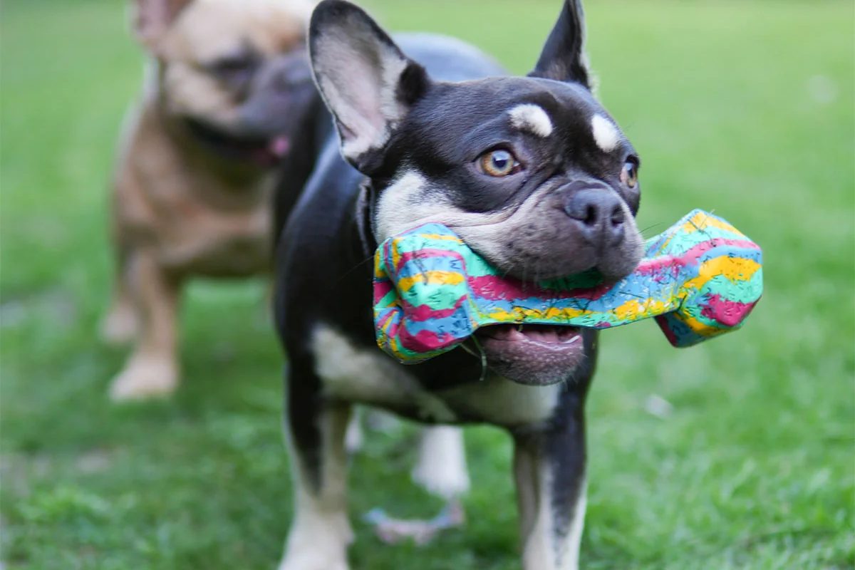 French Bulldog carrying a colourful chew toy across the grass