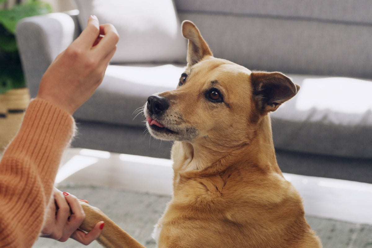 A woman holds up a treat while her dog watches attentively