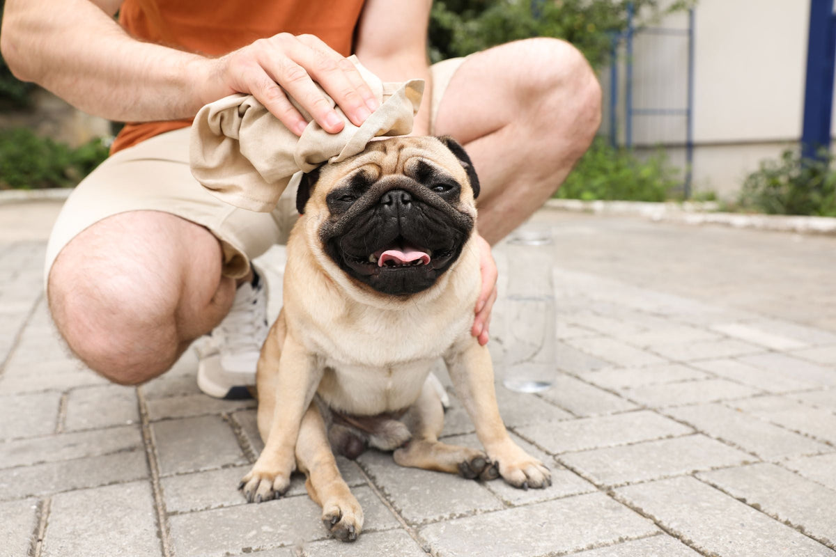 An owner cools a panting pug by placing a wet cloth on its head