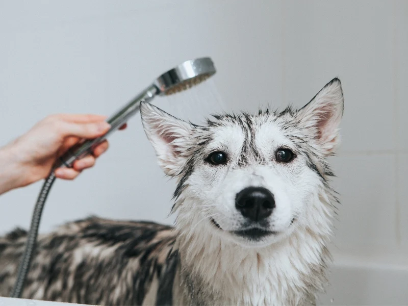Dog Coat Care: Vet-Approved Tips for Healthy, Shiny Fur
