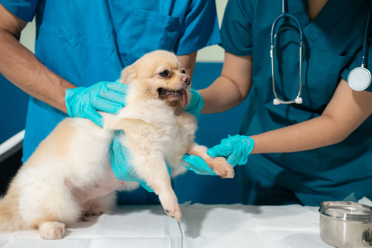 Two vets examine a fluffy puppy on a clinic table