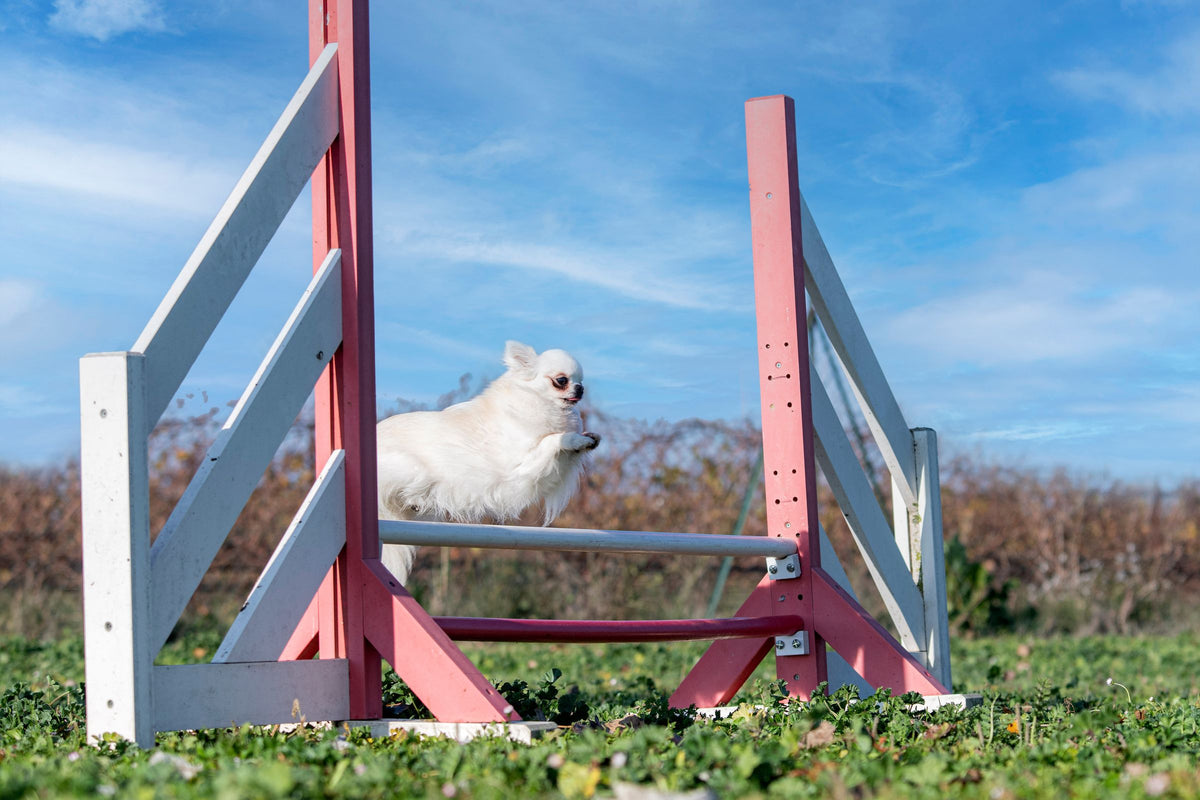 A small dog jumps over an agility hurdle
