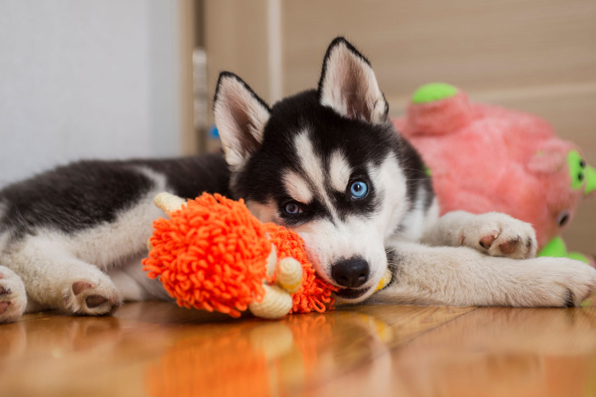 A husky puppy lies on a wooden floor with its plush toys