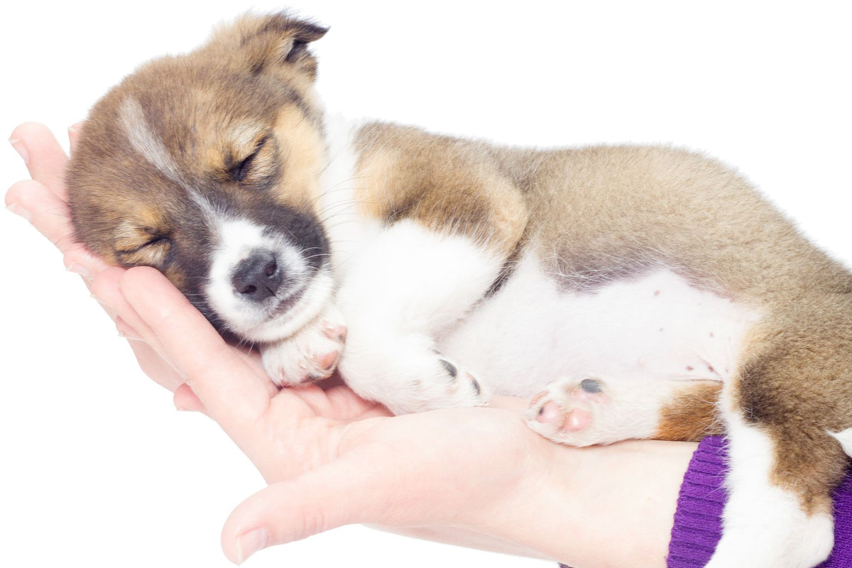 A sleeping puppy rests in a person's open hand