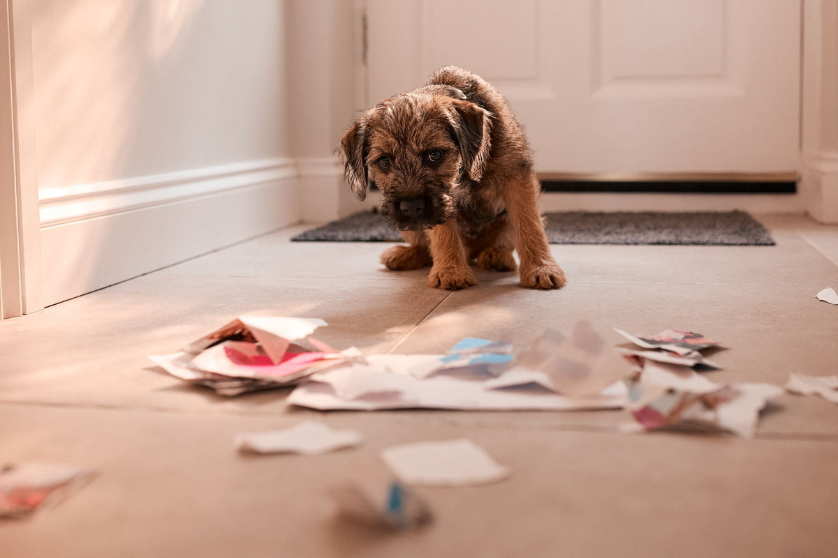 A puppy stands in a hallway beside shredded paper on the floor