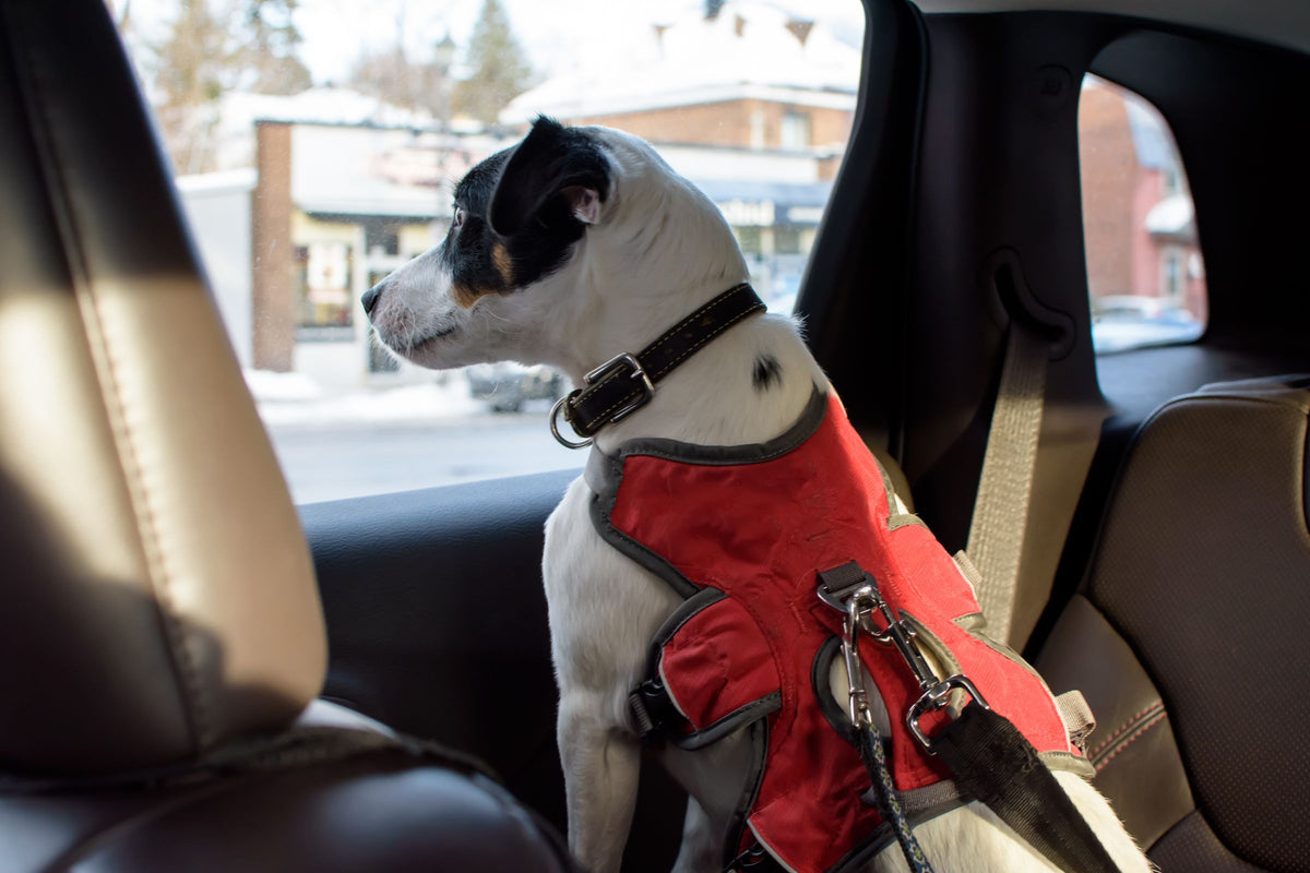 A Jack Russell wears a red harness clipped to a seat belt in a car