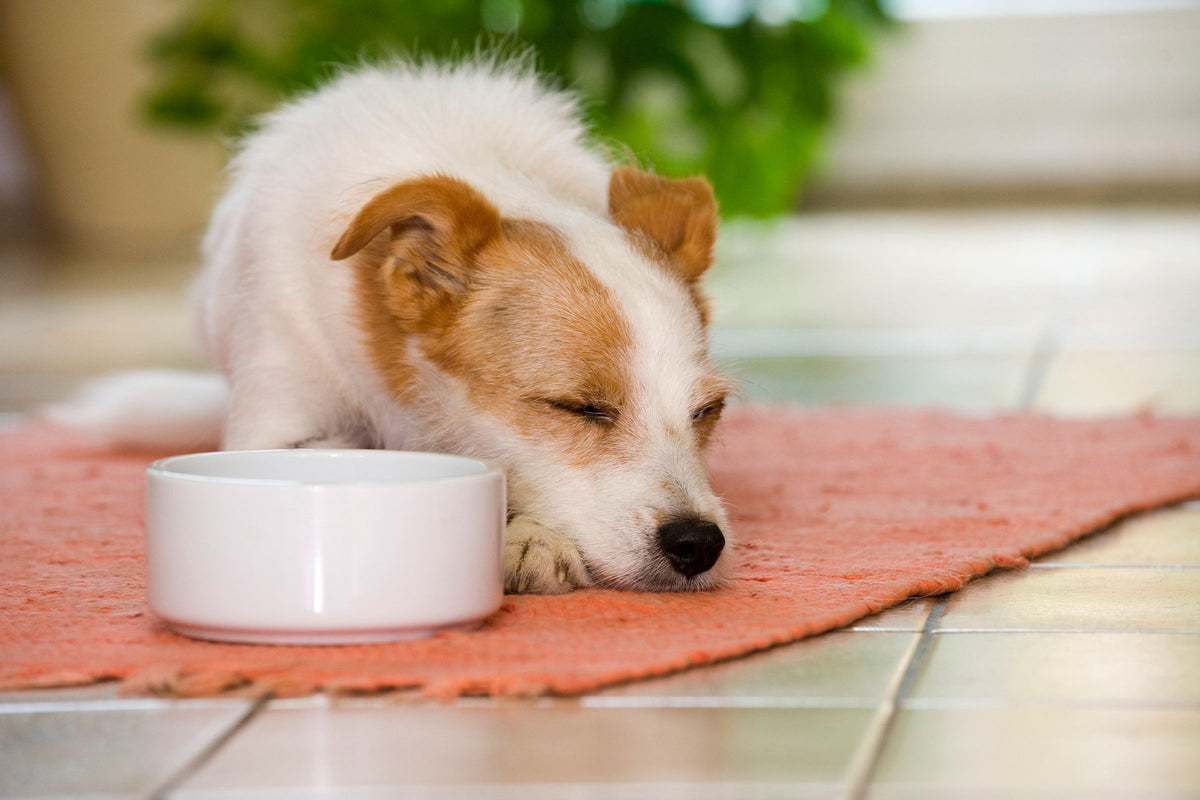 A Jack Russell Terrier rests calmly on a rug beside its water bowl