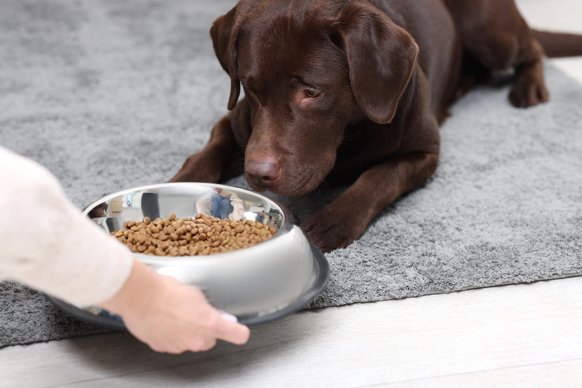 Chocolate Labrador lying on a rug as a bowl of dry food is set down