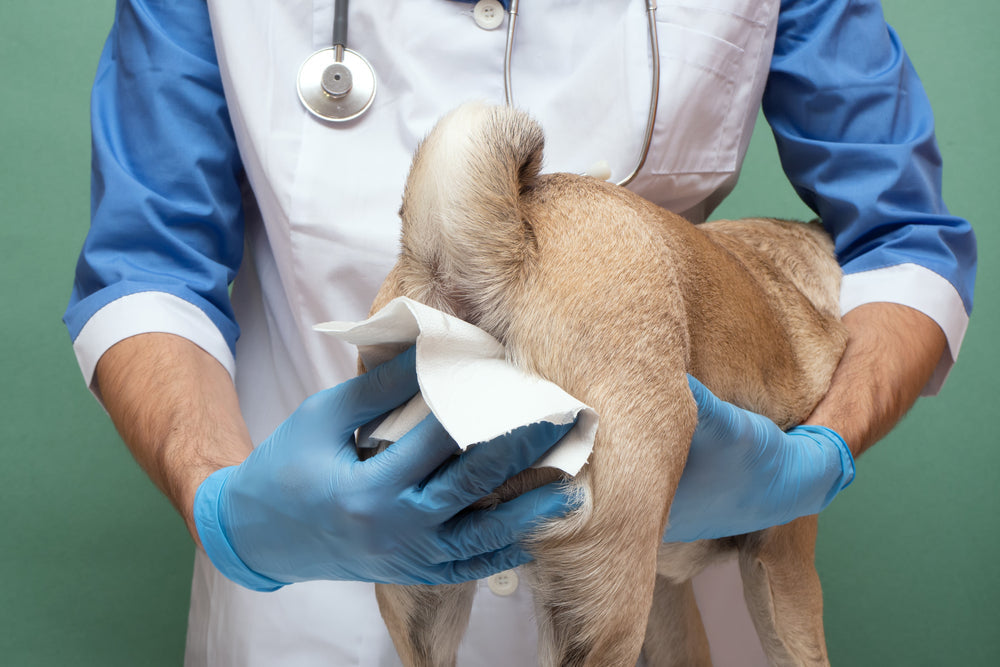 How to Remove Dog Poo Tags Safely: Vet-Approved Guide