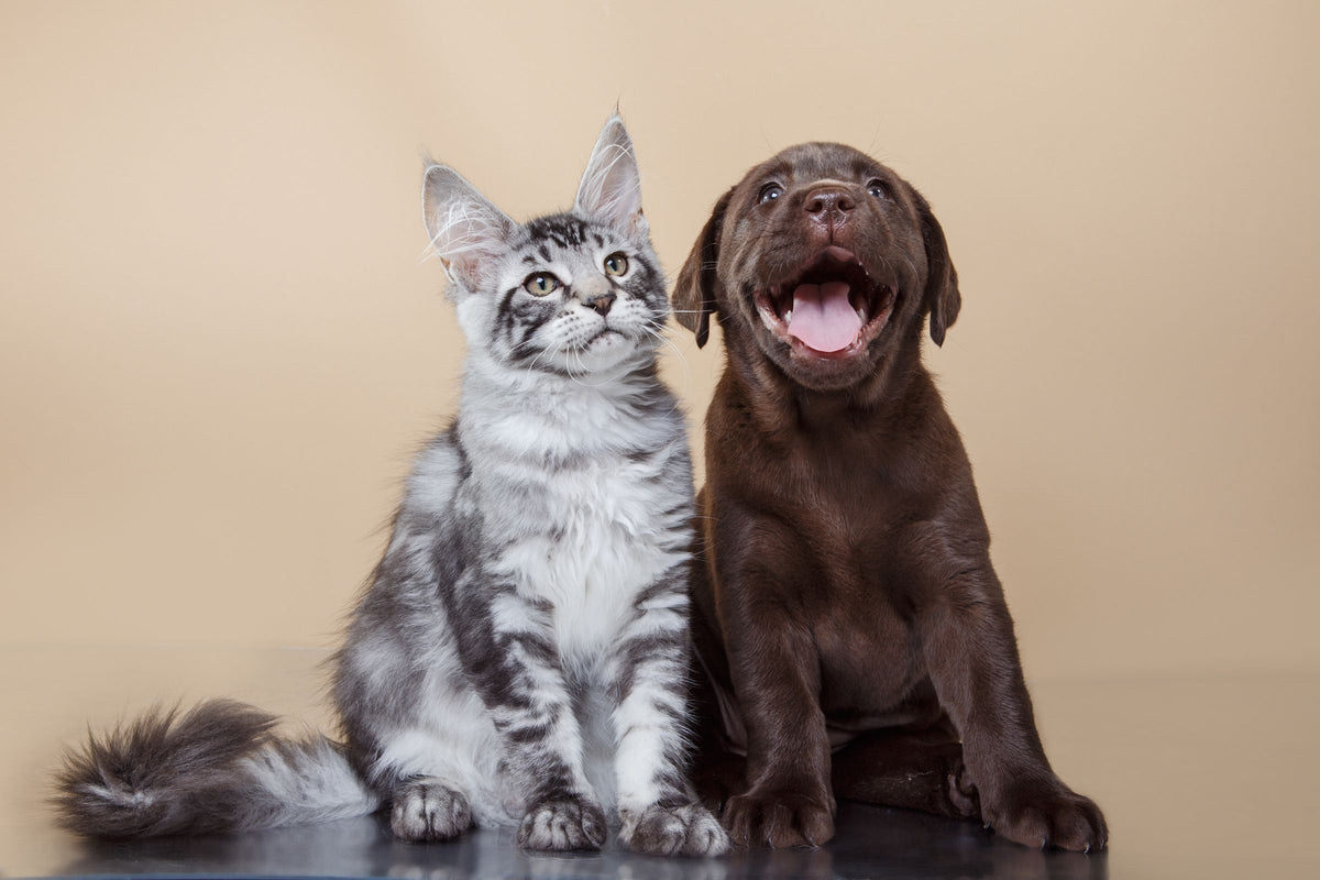 A chocolate Labrador puppy sits beside a grey tabby kitten