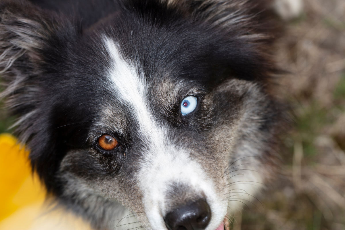 A dog with one blue eye and one brown eye looks at the camera