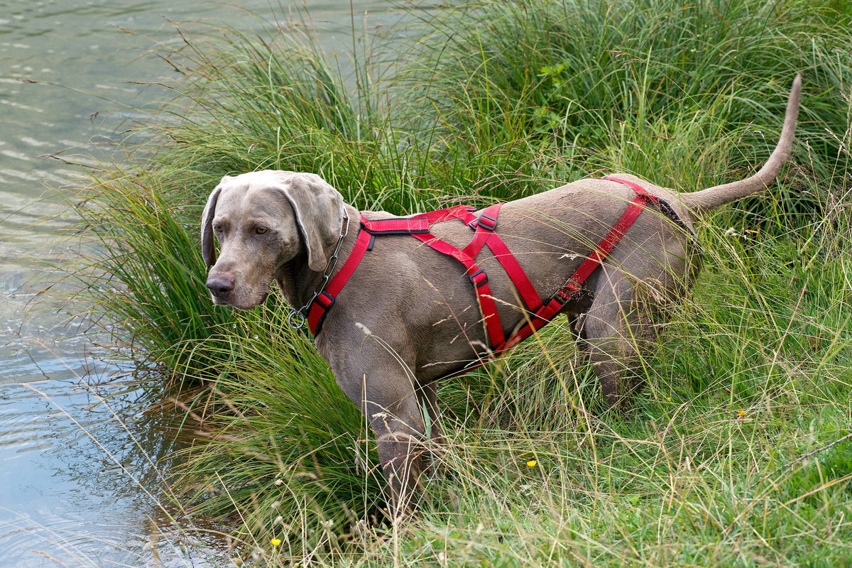 A Weimaraner wearing a red harness stands in long grass by the water