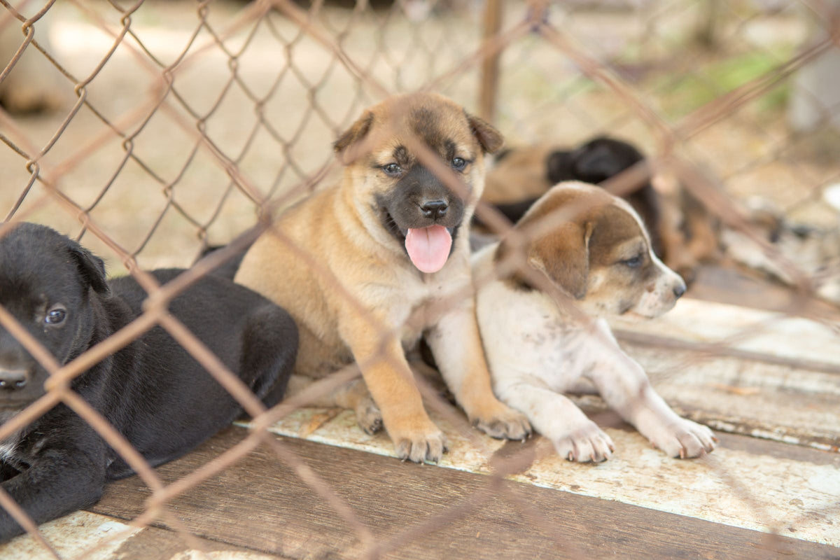 Three puppies sit behind a wire fence