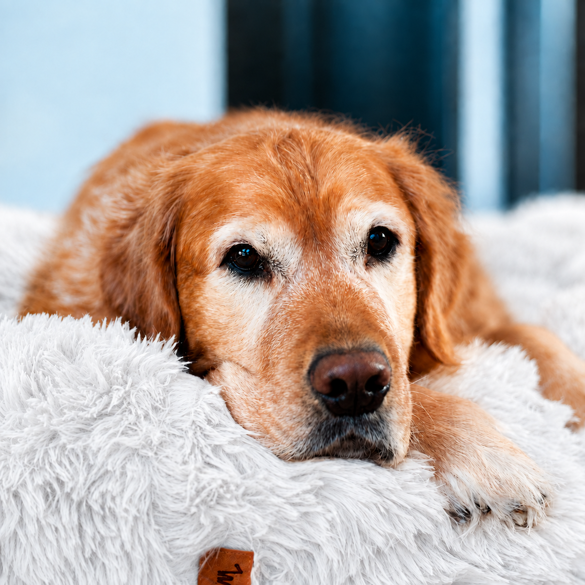 White | Fluffy Shag Calming Round Bed: Golden retriever lying in the White bed, looking at the camera