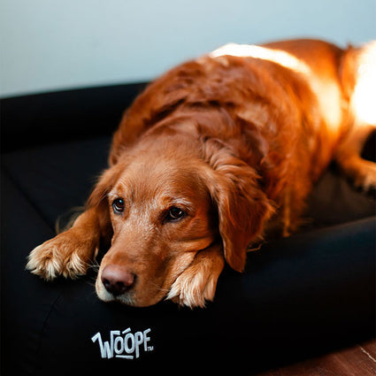 NÄP Vet Orthopedic Bed