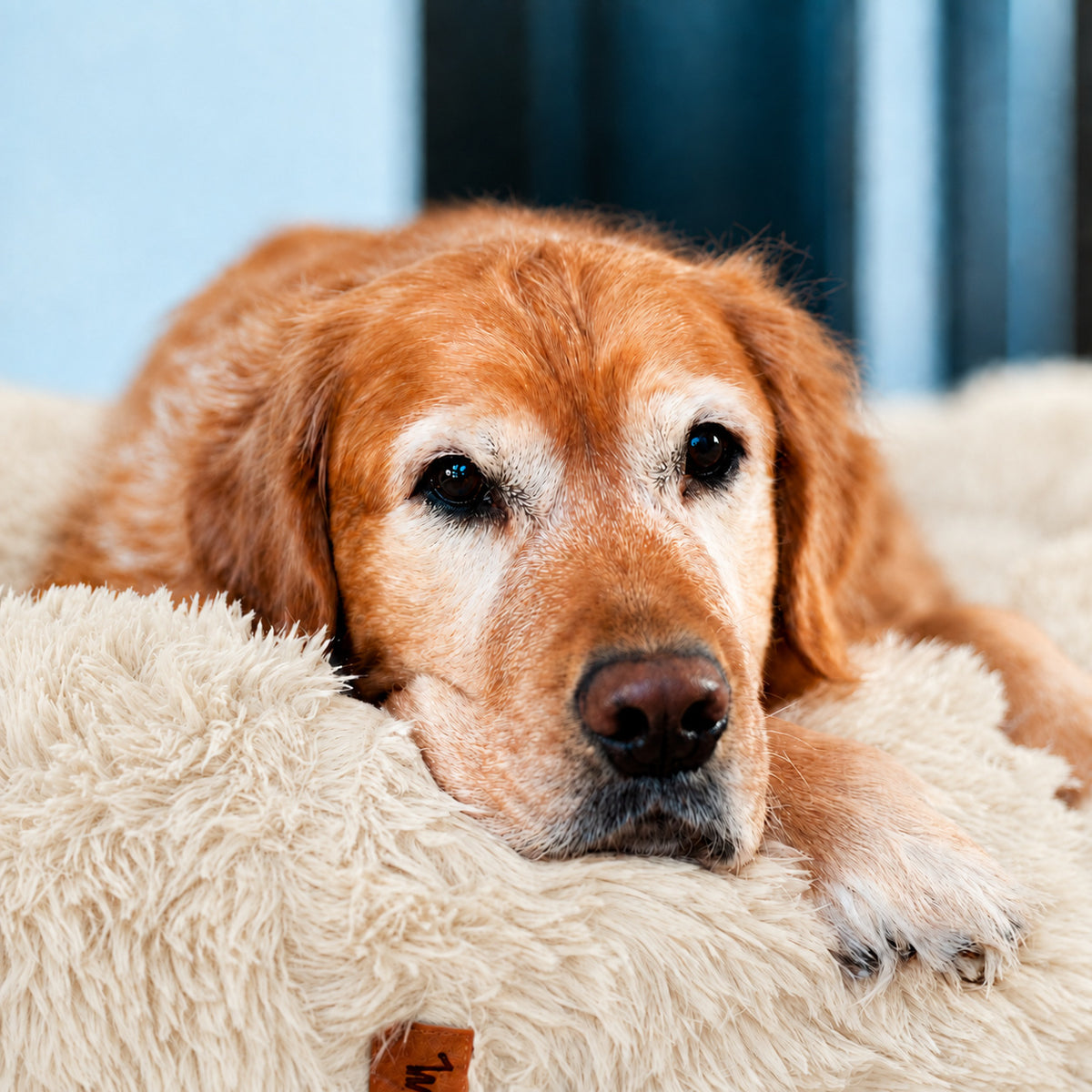 Cream | Fluffy Shag Calming Round Bed: Close-up of a golden retriever resting its chin on the rim of the Cream bed