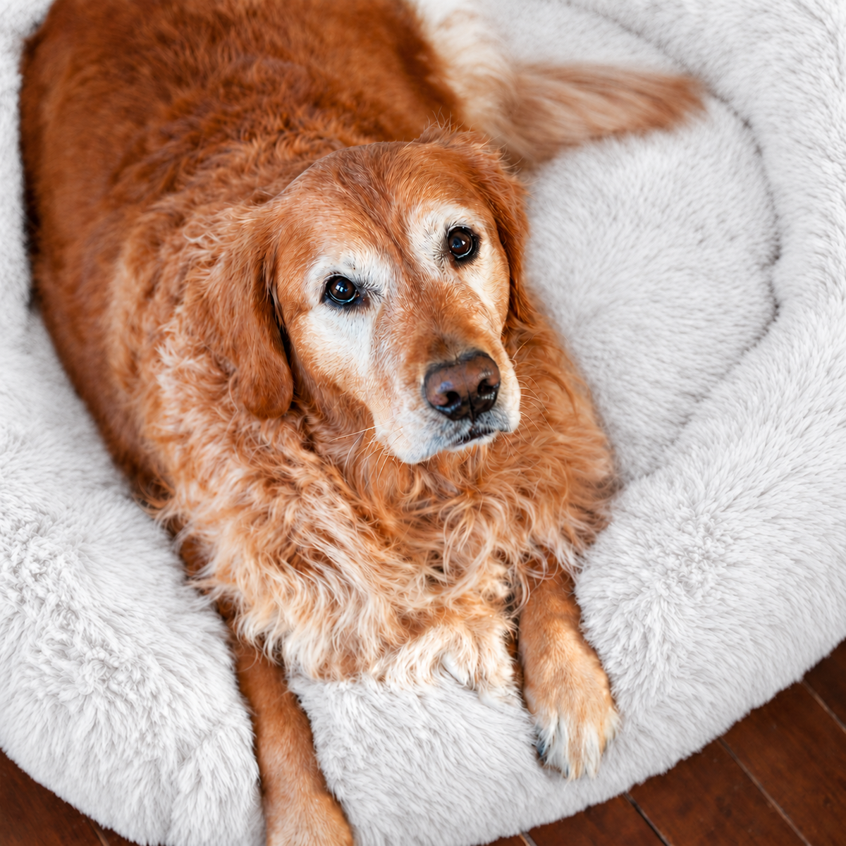White | Fluffy Shag Calming Round Bed: Golden retriever curled up in the White bed on a wooden floor