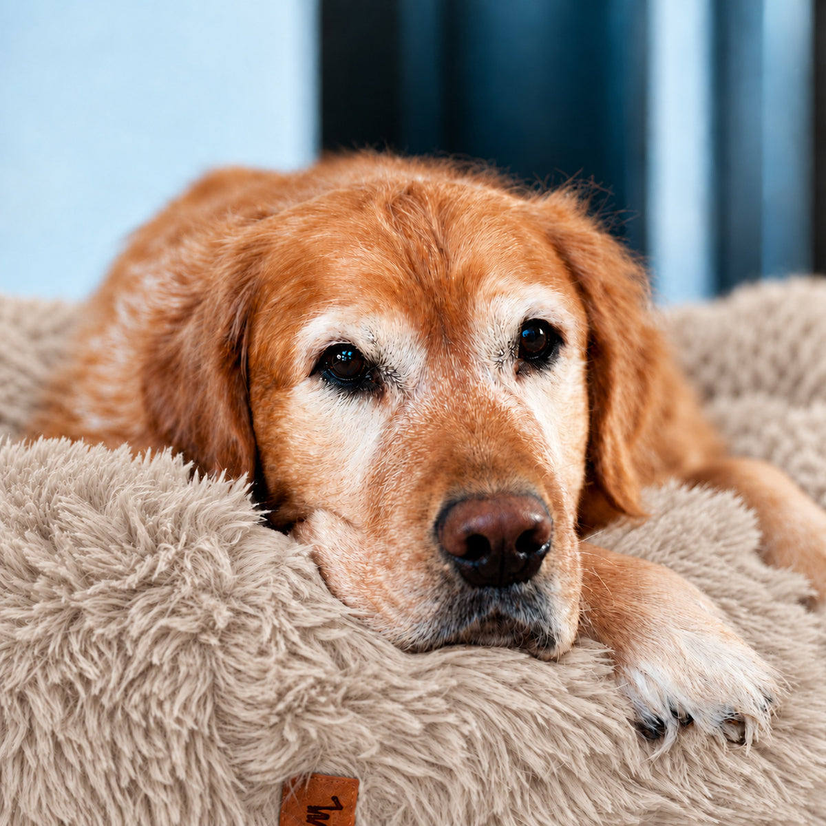 Brown | Fluffy Shag Calming Round Bed: Close-up of a golden retriever resting its chin on the rim of the Brown bed