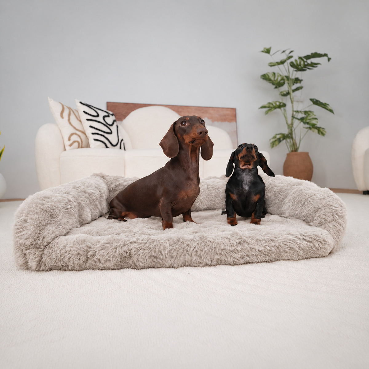 Cream | Furry Curves Open Front Rectangle Bed: Two dachshunds sitting together on the Cream bed