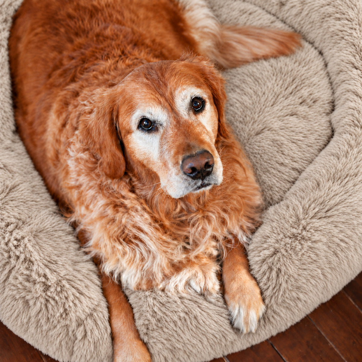 Brown | Fluffy Shag Calming Round Bed: Golden retriever curled up in the Brown bed, seen from above
