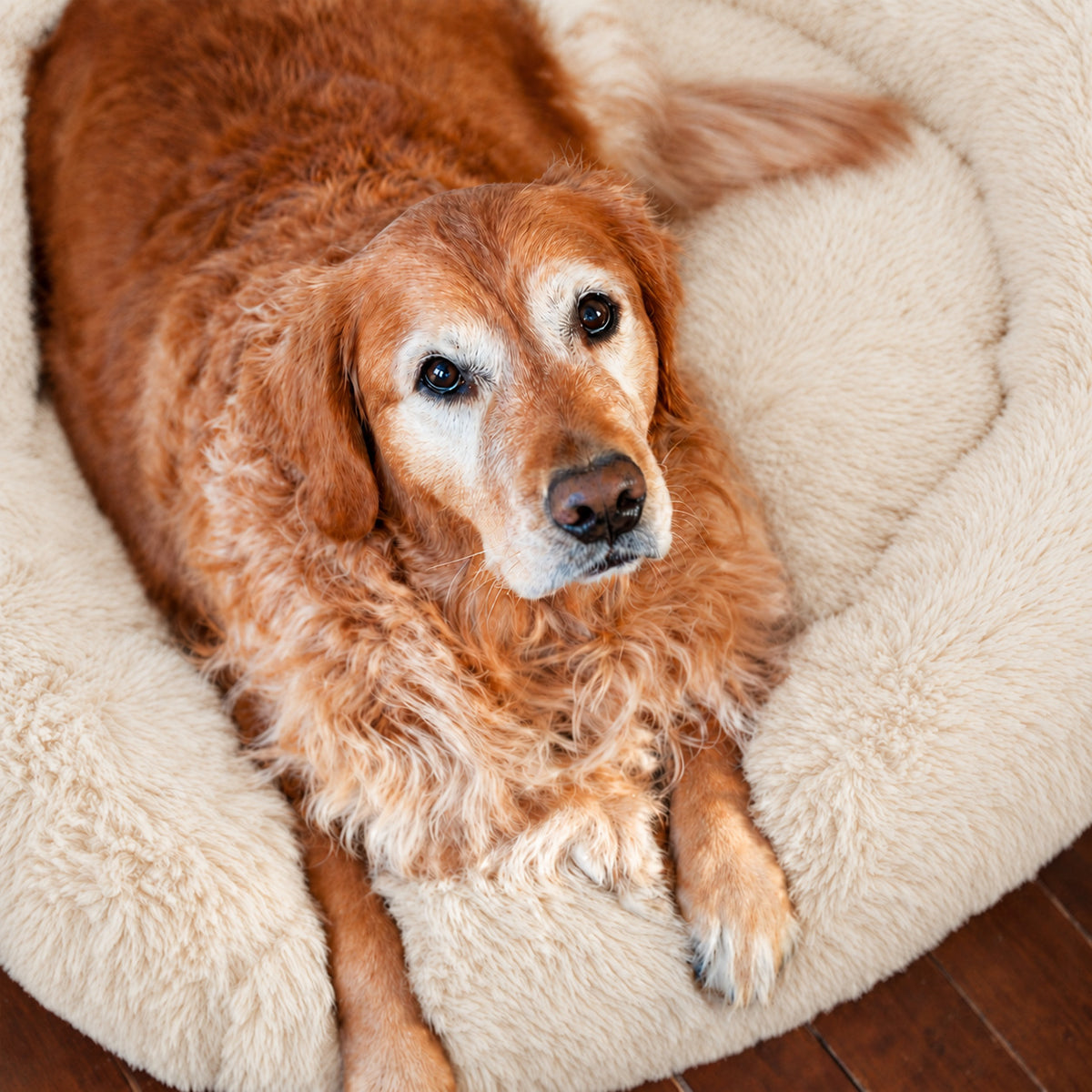 Cream | Fluffy Shag Calming Round Bed: Golden retriever curled up in the Cream bed on a wooden floor