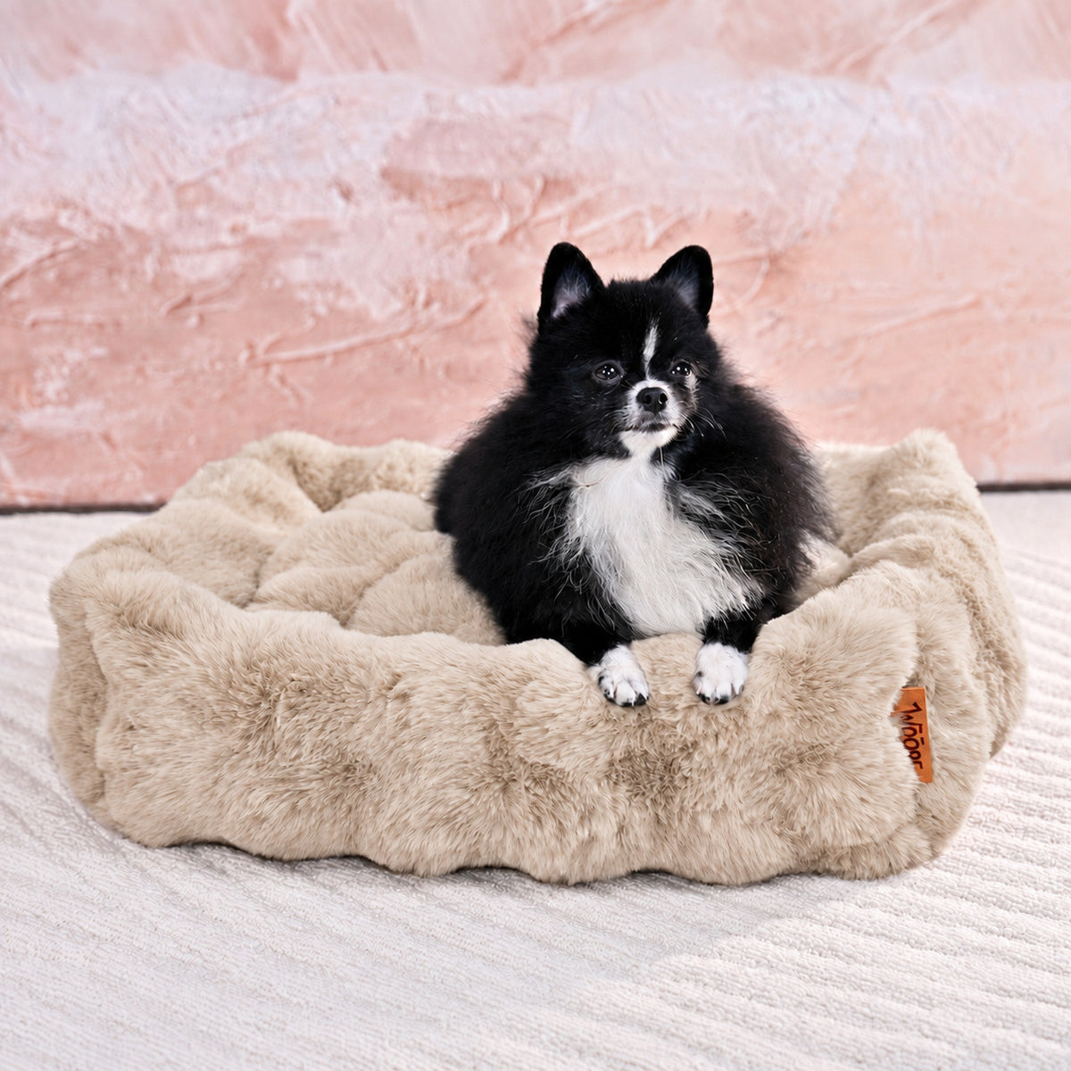Cream | Furry Curves Rectangle Bed: Pomeranian in the Cream bed with its paws on the rim