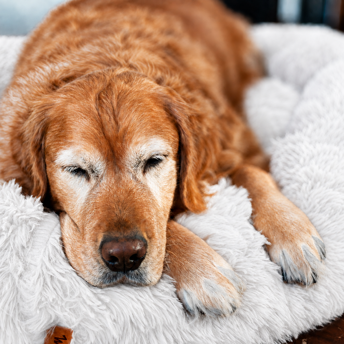 White | Fluffy Shag Calming Round Bed: Golden retriever dozing on the rim of the White bed