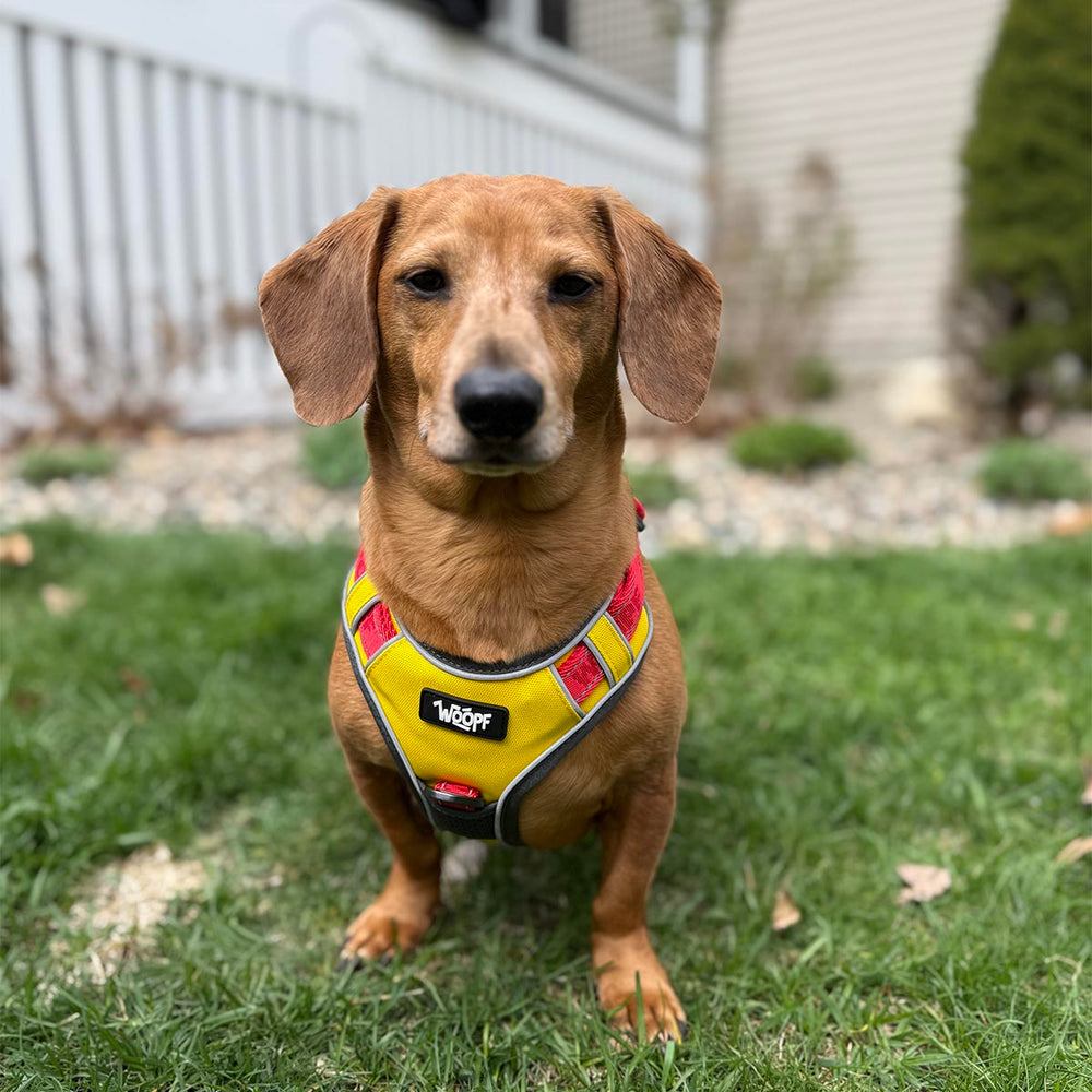 Explorer Harness, Yellow