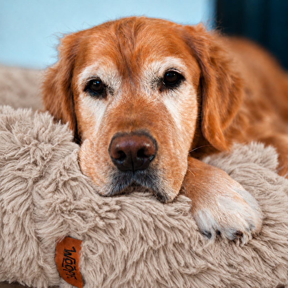 Brown | Fluffy Shag Calming Round Bed: Close-up of a golden retriever's face resting on the rim of the Brown bed